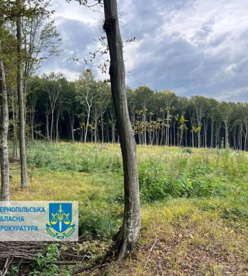 Майже 57 млн грн шкоди при порубці дерев на Тернопільщині: повідомлено про підозру головному лісничому та директору&amp;hellip;