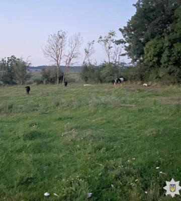 Викрали кілька голів худоби у пенсіонера та здали на м&#039;ясо - на Хмельниччині засуджено чоловіка та жінку