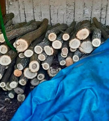 На Миколаївщині впіймали «чорних лісорубів», які завдали довкіллю збитків на понад півтора мільйони гривень