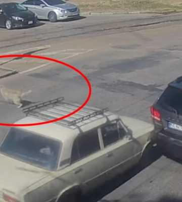На проспекті Лесі Українки у Дніпрі собака спровокував ДТП