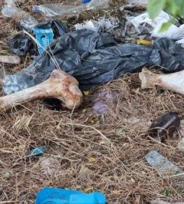 Під Первомайськом лісосмугу поблизу Фрегата перетворили на смердючий скотомогильник (ФОТО)