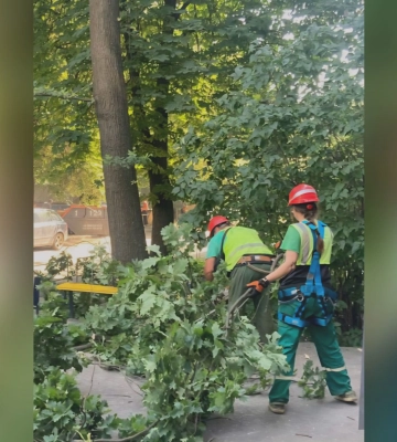 Понад 20 дерев обрізали в Харкові за кілька днів – що сталося 