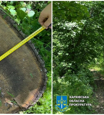 Через службову недбалість лісничого на Харківщині вирубали ліс на 1 млн гривень: ДБР завершило розслідування