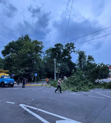 Через негоду у Львові впало декілька дерев — ЛМР