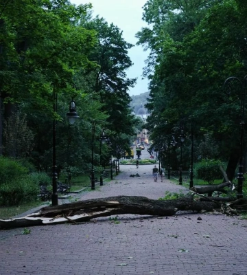 Через негоду у Львові впало декілька дерев — ЛМР