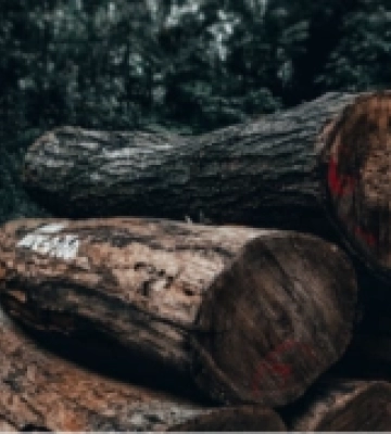 На Полтавщині засудили чоловіка за незаконну вирубку лісу