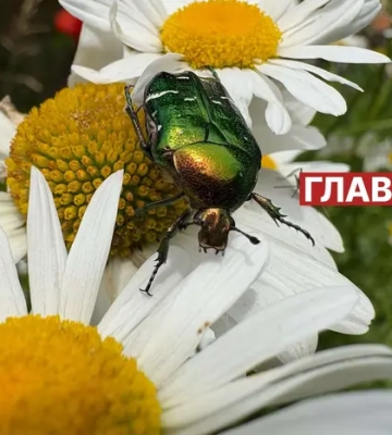 Україна стане однією з найспекотніших країн Європи: синоптикиня назвала дату