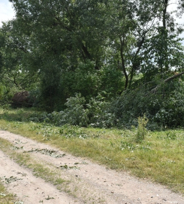 На Закарпатті рятувальники прибрали 22 дерева, що впали внаслідок вечірнього буревію (ФОТО)
