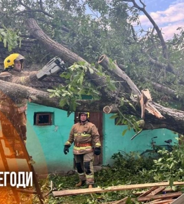 На Волині судили чоловіка за зрубані дві сосни