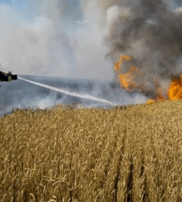 На Полтавщині пожежа знищила 130 гектарів зернових