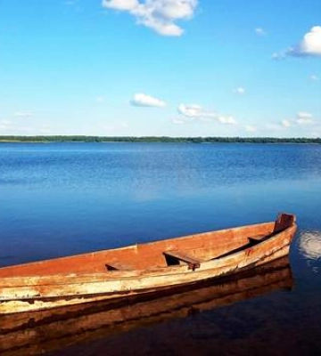 На Волині продають лохину: ціни вищі, ніж торік