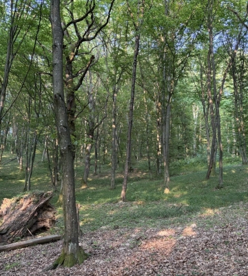 У лісі на Рахівщині понад тиждень розшукують 48-річну жінку