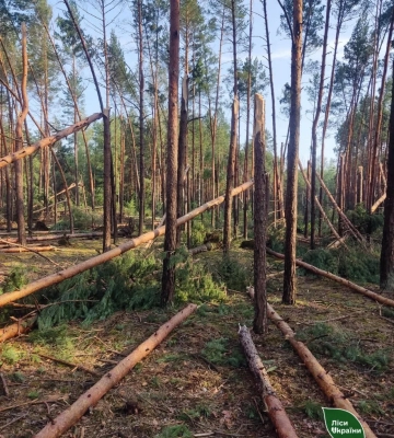 Вітер знищив понад 500 гектарів лісу на Волині та Рівненщині