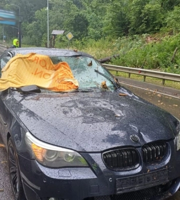 Під Львовом дерево впало на BMW під час руху: постраждала 17-річна пасажирка