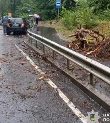 Під Львовом дерево впало на BMW під час руху: постраждала 17-річна пасажирка