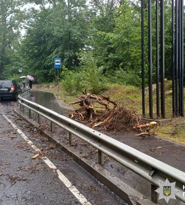 Під Львовом дерево впало на BMW під час руху: постраждала 17-річна пасажирка
