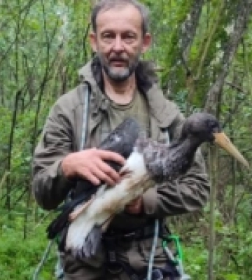 Єдине пташеня чорного лелеки на Волині закільцьоване в нацпарку «Прип’ять-Стохід»