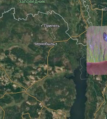 У Чорнобильській зоні зробили кумедне фото сарни