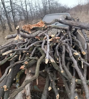 На Одещині чоловік незаконно вирубав дерева