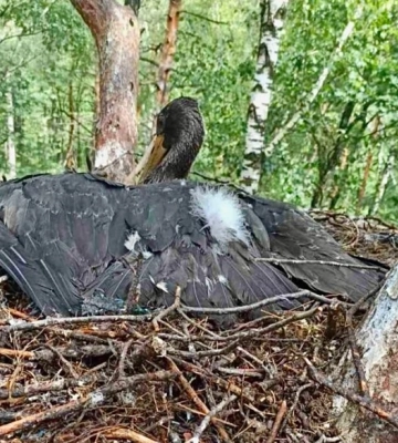 Через погодні умови змінили графік проведення Світязь Фест