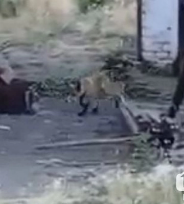 В Кривом Роге жители сообщают о лисицах возле жилых домов и детских учреждений