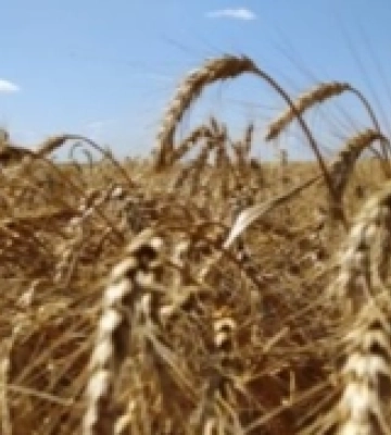 Аграрії Миколаївщини зібрали понад 650 тисяч тонн зернових нового врожаю