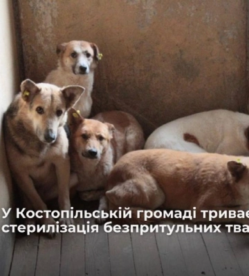 У громаді на Рівненщині стерилізують безпритульних тварин