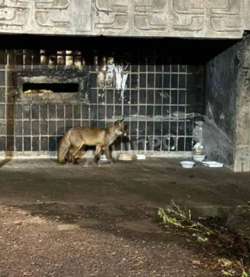 Дикого хижака помітили у Дніпрі: чому від нього варто триматися подалі