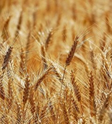 Аграрії Миколаївщини зібрали понад 650 тисяч тонн зернових нового врожаю