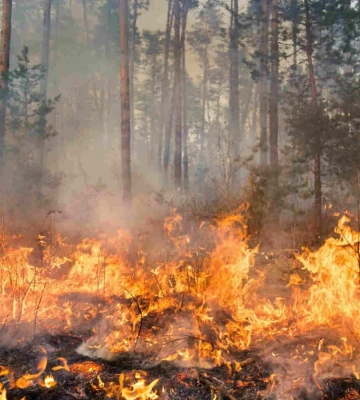 На Луганщині вигоріло понад 100 га лісу
