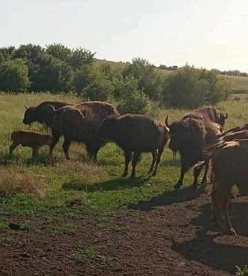 На Миколаївщині у заповіднику «Єланецький степ» народилося дитинча бізона