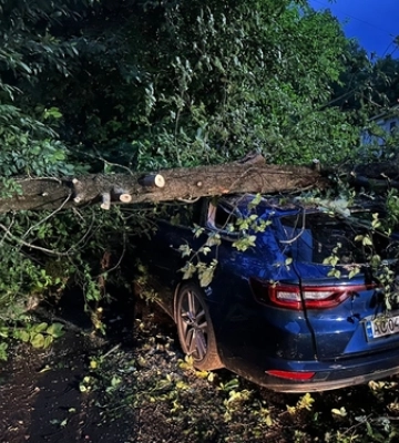 У Луцьку рятувальники звільнили автівки, на які впало дерево
