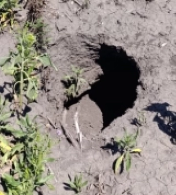На полях Херсонщини після зневоднення Каховського водосховища виникли небезпечні провали
