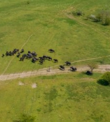 Вперше на Закарпатті: Забіг пасовищами буйволів чекає на екстремалів!