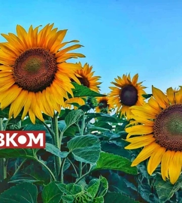 В Україні сильна спека: прогноз погоди на 16 липня