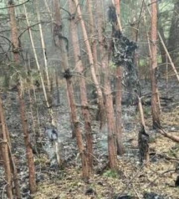 На Полтавщині через російські атаки вигоріло понад дванадцять гектарів лісу
