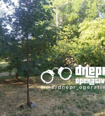 Велике дерево звалилось на дорогу: у центрі Дніпра заблоковано рух