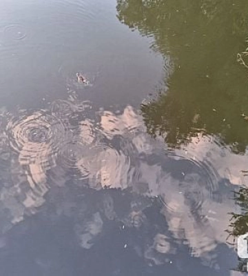 В водоеме Кривого Рога обнаружили возбудитель холеры