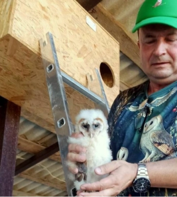 Вперше за 100 років: на Волині зафіксували гніздування сипухи