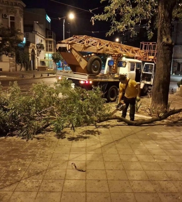 Штормовий вітер в Одесі повалив 11 дерев і великих гілок: які наслідки