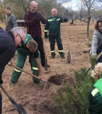 Миколаївські комунальники через масштабну вирубку сосен у гаю «Маяк» звернулися до екологів