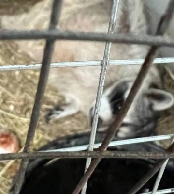 На базе отдыха в оккупированной Луганщине страдают животные — «прокуратура ЛНР» проверяет На базе отдыха в оккупированной Луганщине страдают животные — «прокуратура ЛНР» проверяет