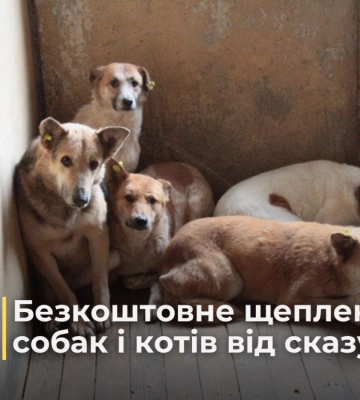 Завтра у Костополі щеплюватимуть котів і собак від сказу