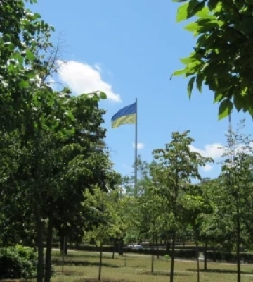 «Миколаївські парки» звинуватили депутатку Ряжських та екоінспекцію в бездіяльності через вирубку 60 дерев