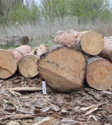 У лісі на Волині злодії зрізали чималі дуби