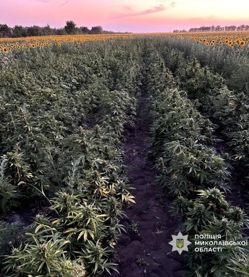 На Миколаївщині поліцейські викрили наркоплантацію, висаджену серед поля соняшинка. ФОТО
