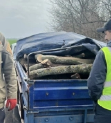 Завдали збитків довкіллю на майже 900 тисяч гривень: у Миколаєві повідомили про підозру «чорним лісорубам» Завдали збитків довкіллю на майже 900 тисяч гривень: у Миколаєві повідомили про підозру «чорним лісорубам»
