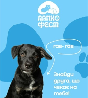 У Полтаві проведуть фестиваль із прилаштування безпритульних тварин
