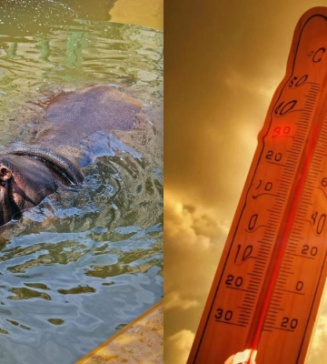 У Київському зоопарку забезпечили водні зони для тварин на літо