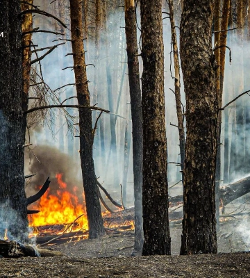 На Харківщині горів ліс